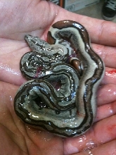 jungle boa