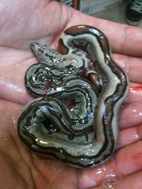jungle boa