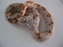 hypo 66% triple het moon glow