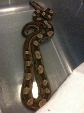 male motley