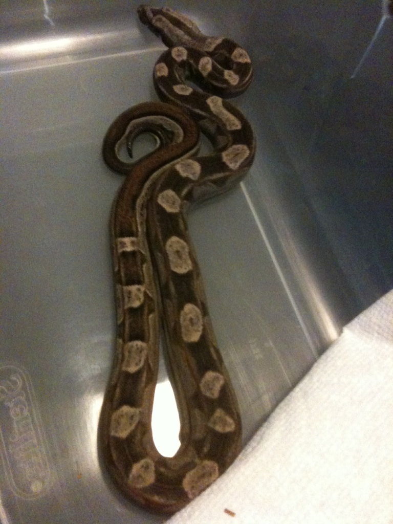 male motley