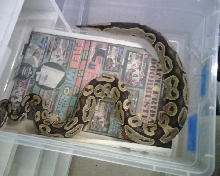 ovulation