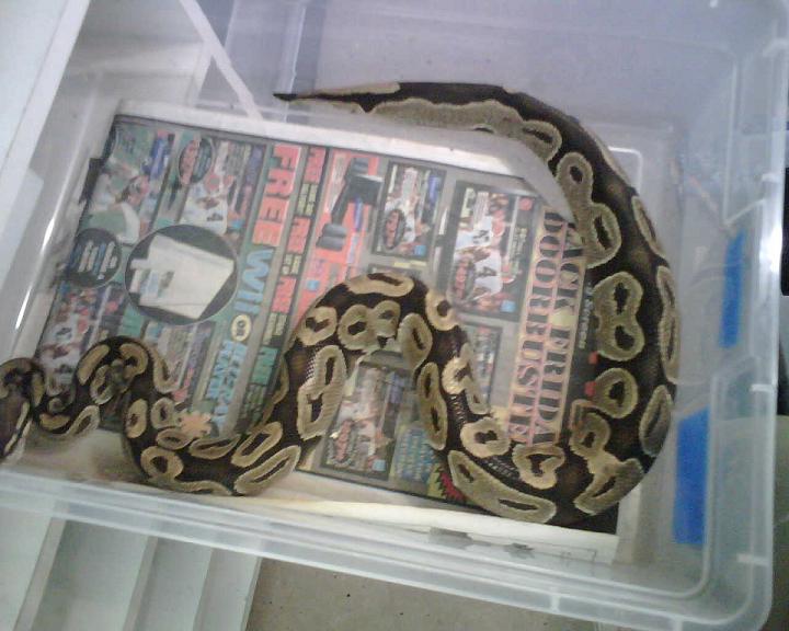 ovulation