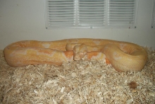 sharp albino
