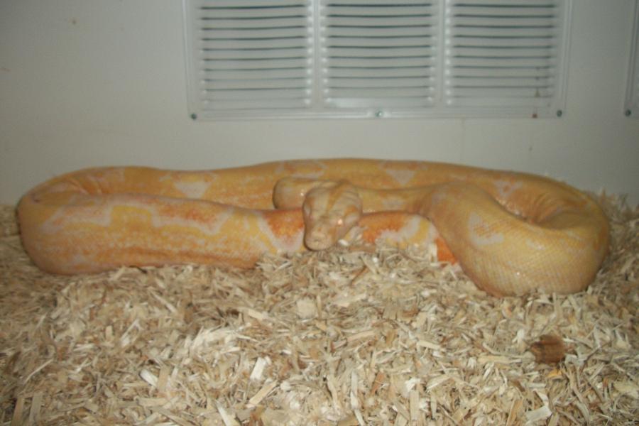 sharp albino