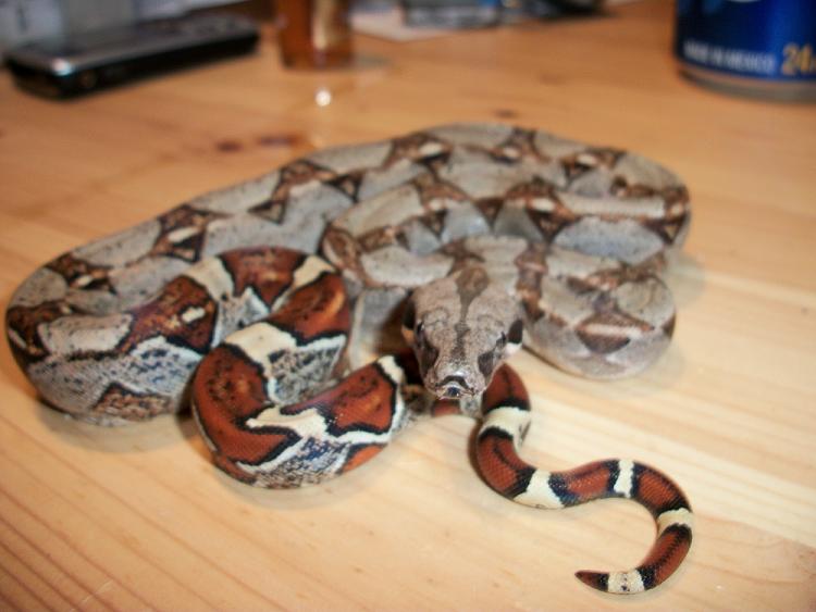 female hog x het albino #1