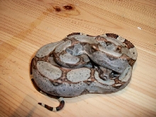 male hog x het albino