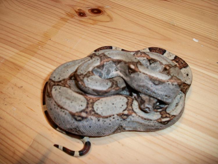 male hog x het albino