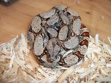 female hog x het albino #2