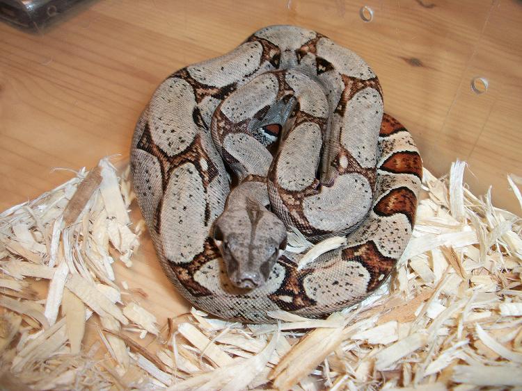 female hog x het albino #2