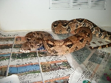 pastel boa?
