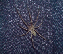Spider ID in Scotland,UK