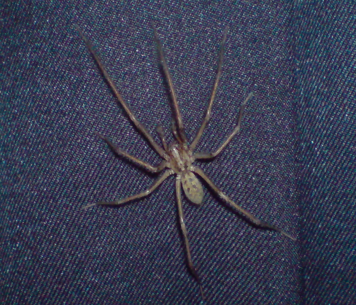 Spider ID in Scotland,UK