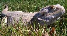 My Beardie Gobi