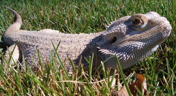 My Beardie Gobi