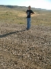 Bull snake