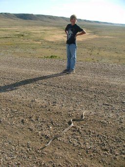 Bull snake