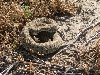 Prairie Rattler