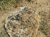 Adult Horned Lizard
