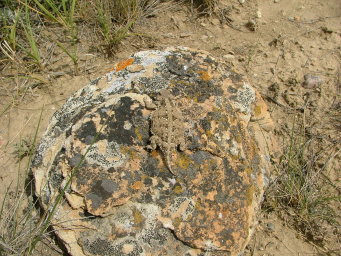 Adult Horned Lizard