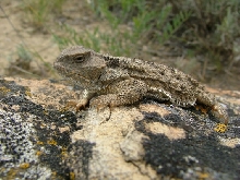 Close up  Horned Lizard