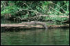 American Crocodile