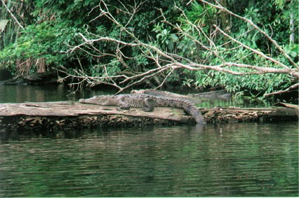 American Crocodile
