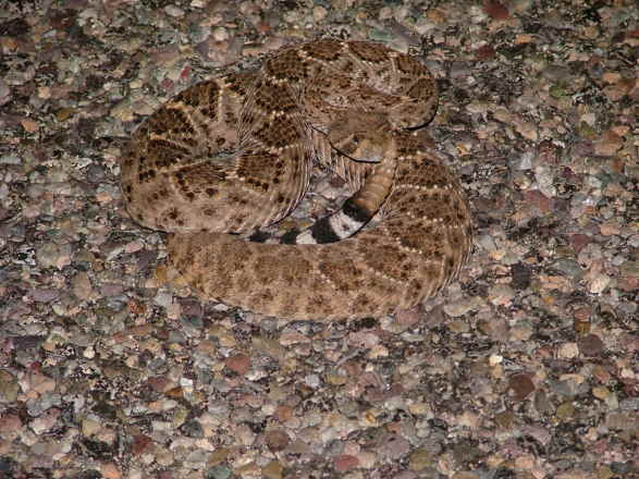 Atrox 2006