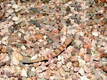 Banded Gecko.
