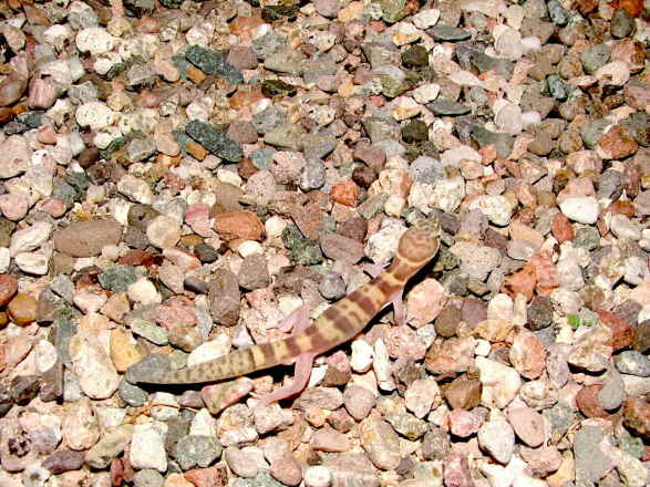 Banded Gecko.