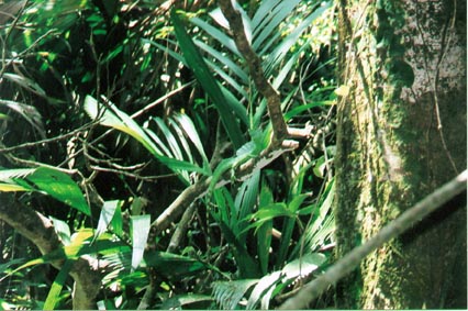 Basilisk