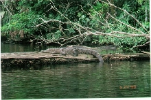 Crocodile