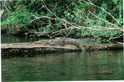Crocodile