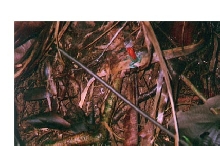 D.Granuliferus