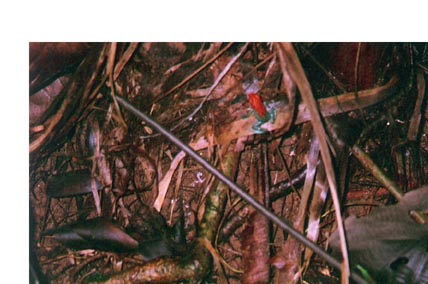 D.Granuliferus