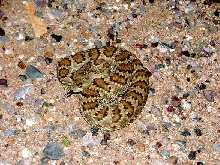 Mojave