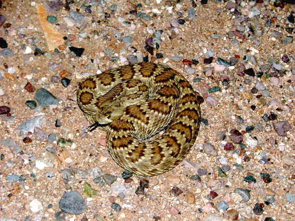 Mojave