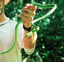 Parrot Snake
