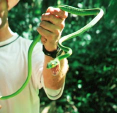 Parrot Snake