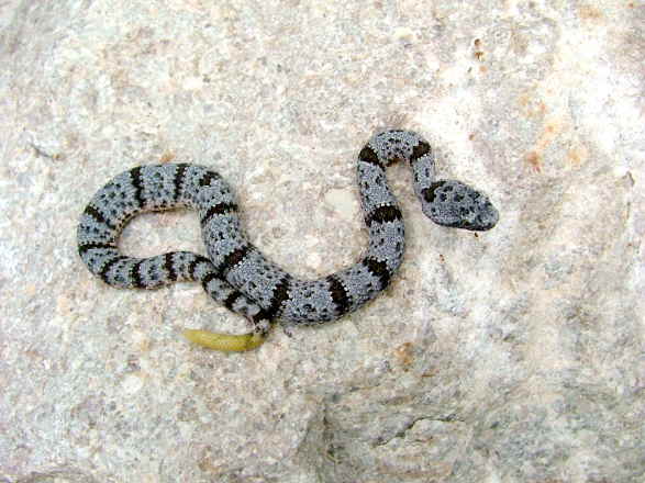 Lepidis