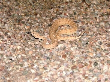 Sidewinder