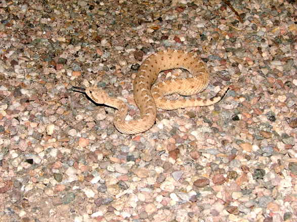 Sidewinder