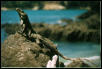 Spiney Tailed Iguana