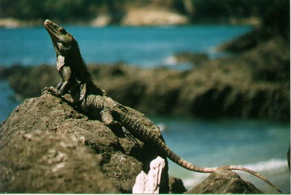 Spiney Tailed Iguana
