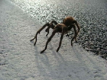 Tarantula