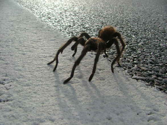 Tarantula