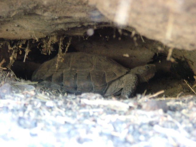 desert tortoise