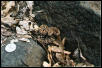 baby pacific rattler