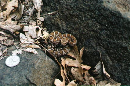 baby pacific rattler