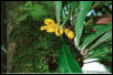 eyelash viper